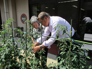 ユートピア菜園(理想郷の園)